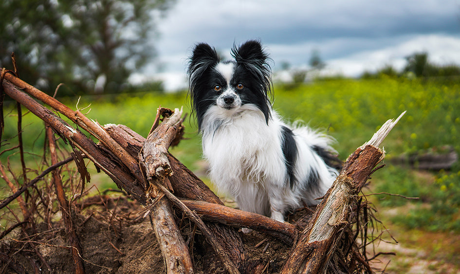 Tips para fotografiar a tus animales