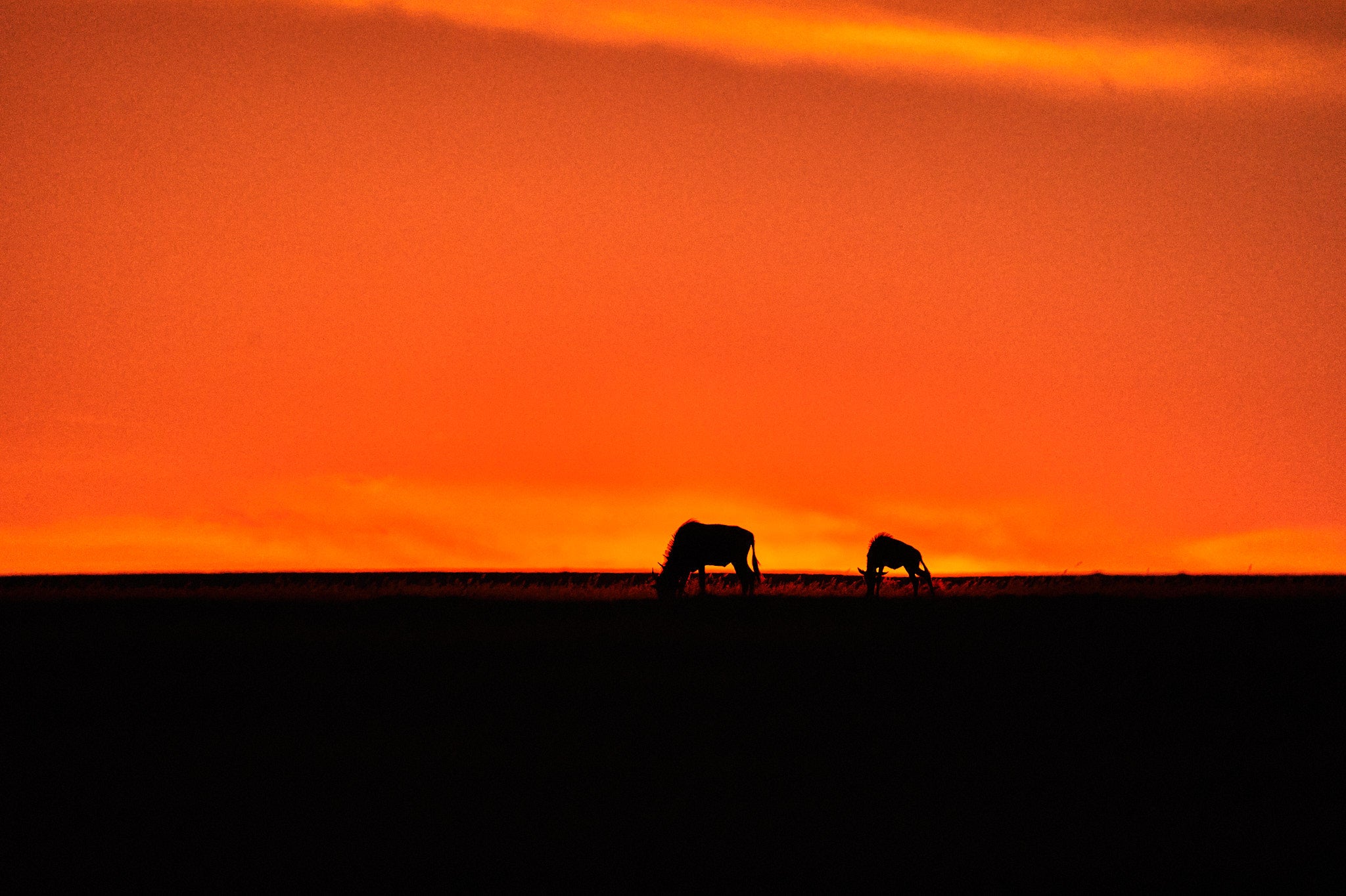 Fotografía de vida salvaje