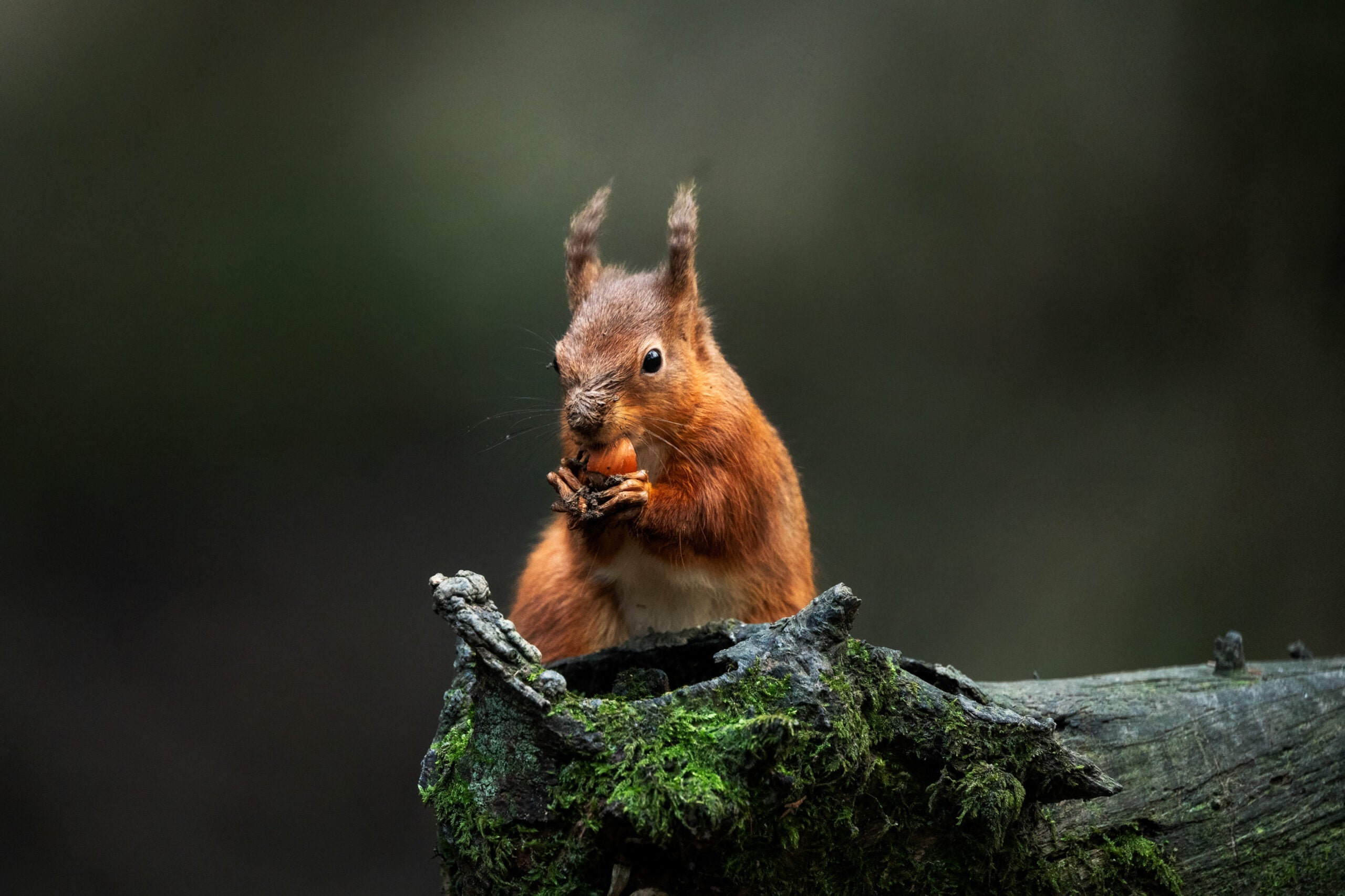 CAPTURANDO LOS MOMENTOS TRANQUILOS DE LA NATURALEZA