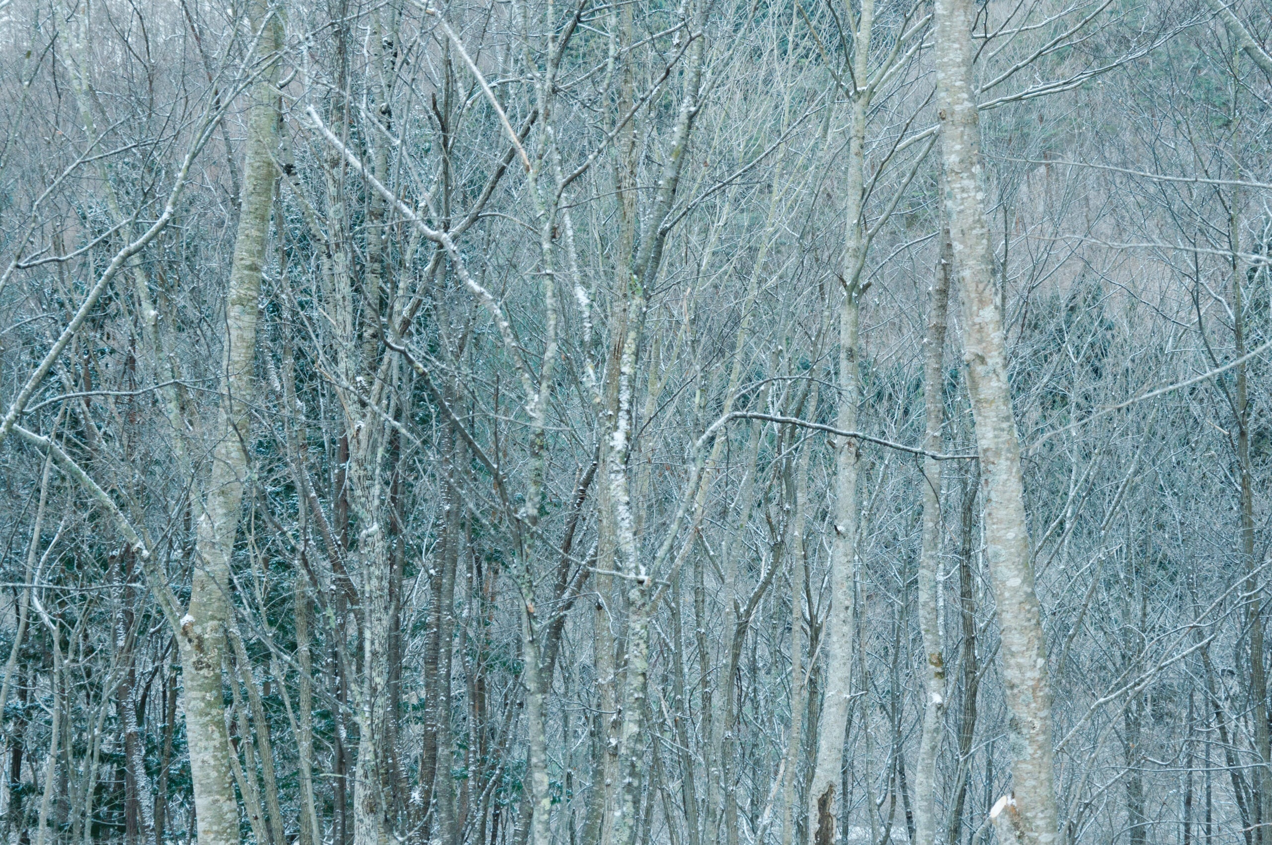 LA CALIDEZ DE LOS BOSQUES INVERNALES